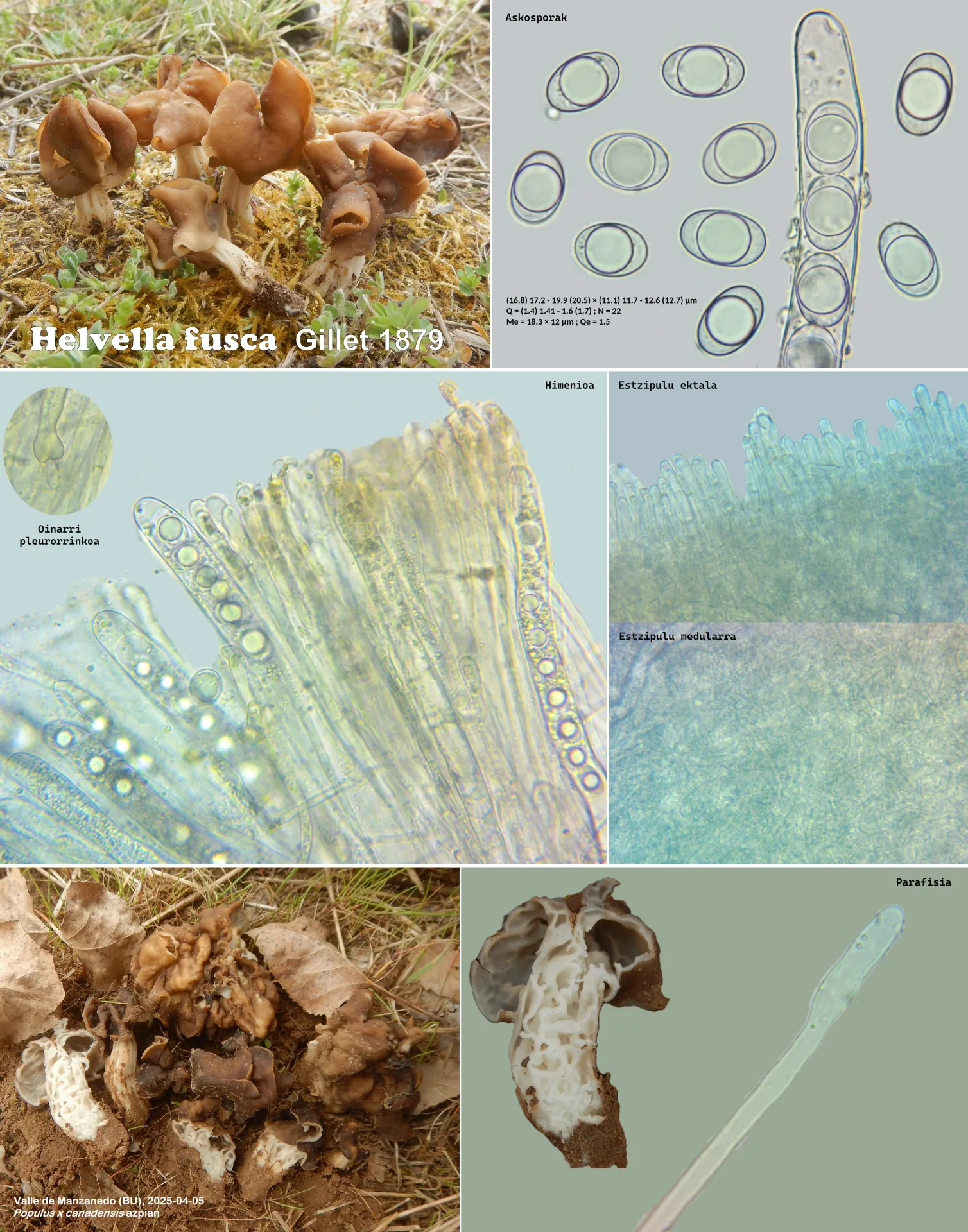 Helvella fusca